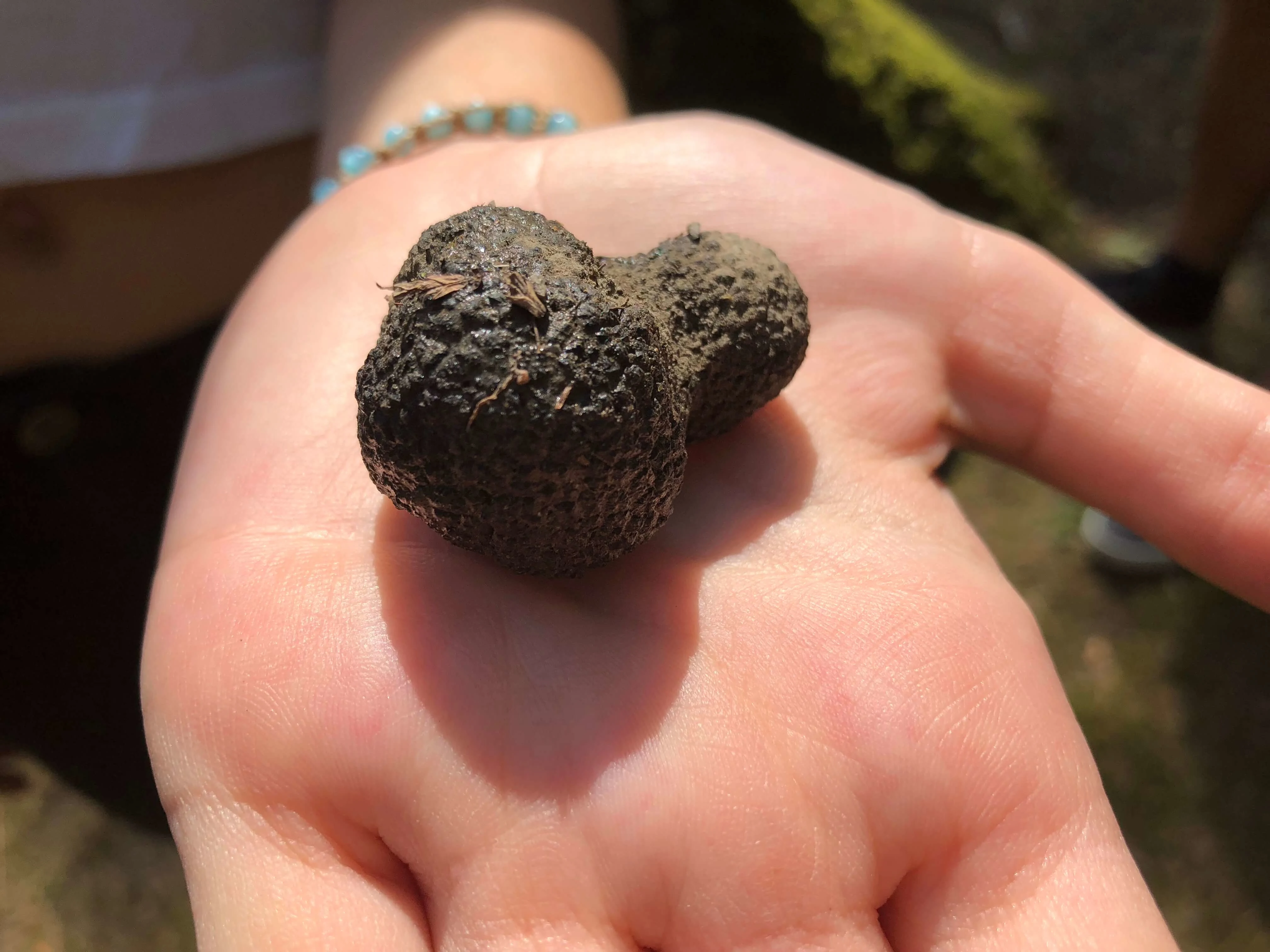 Prague truffle hunting