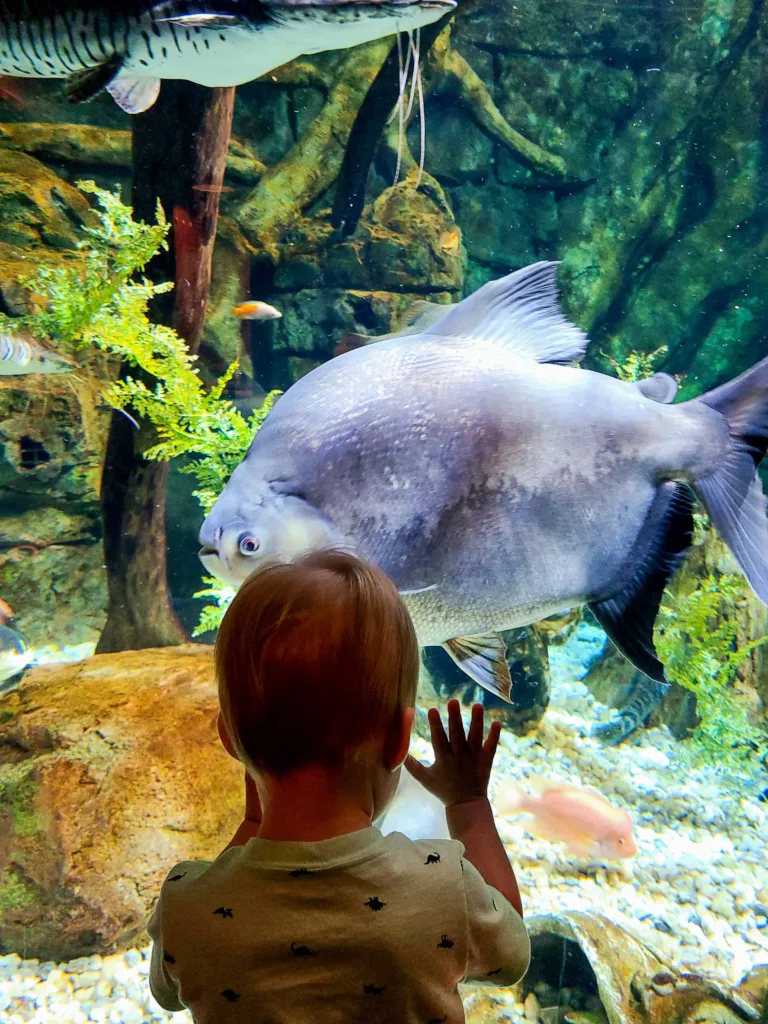 Things to Do In St. Louis: St. Louis Aquarium