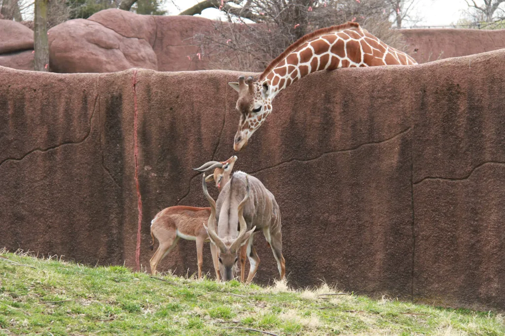 Things to Do In St. Louis: Saint Louis Zoo