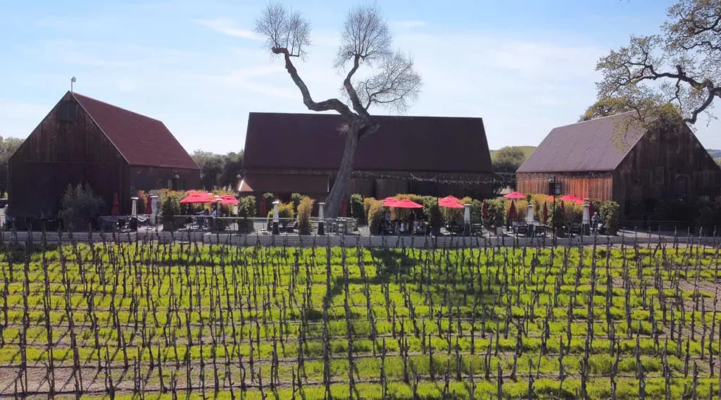 Austin Hope Winery vineyards