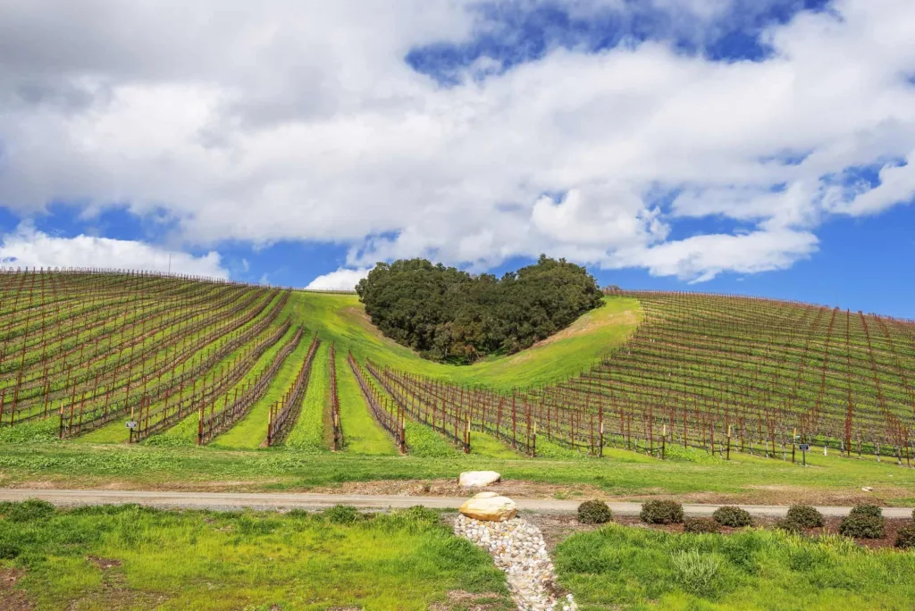 Paso Robles vineyards