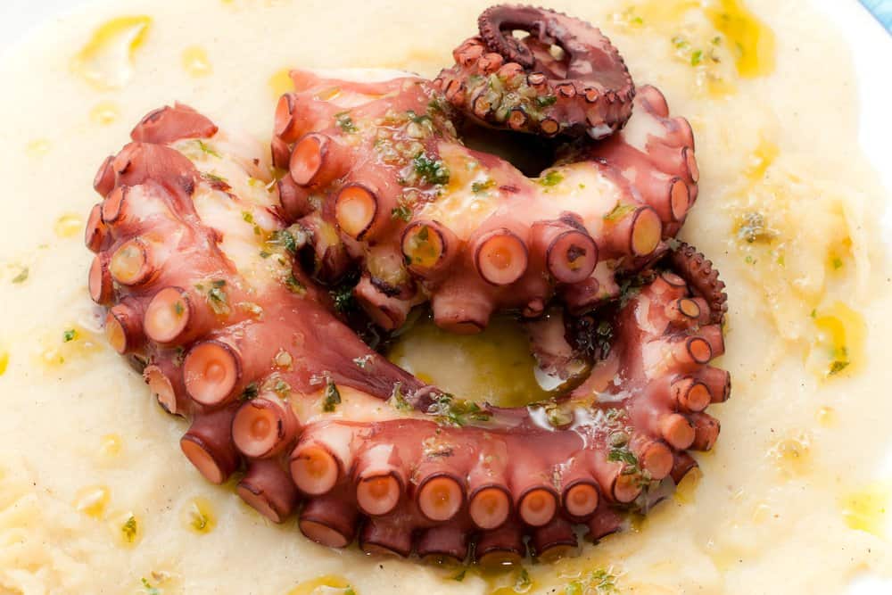 octopus