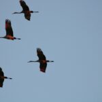 10 Things to Do in Gainesville, Florida