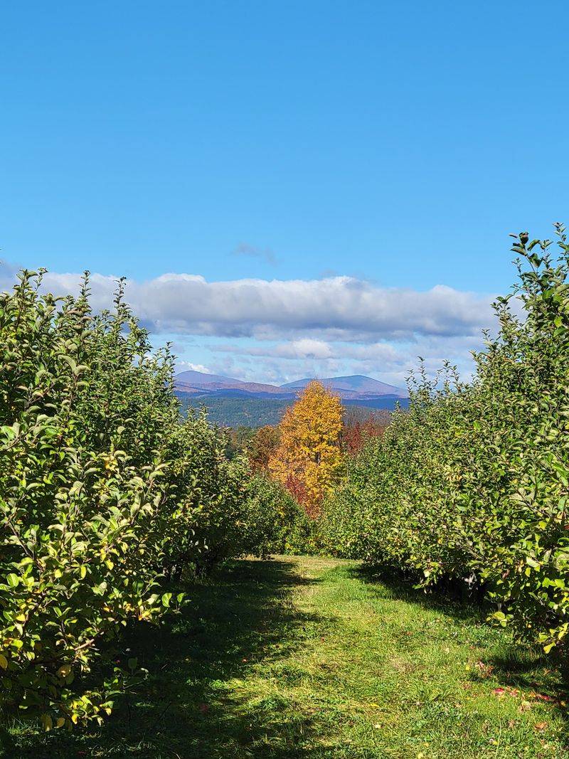 Windy Ridge Orchard
